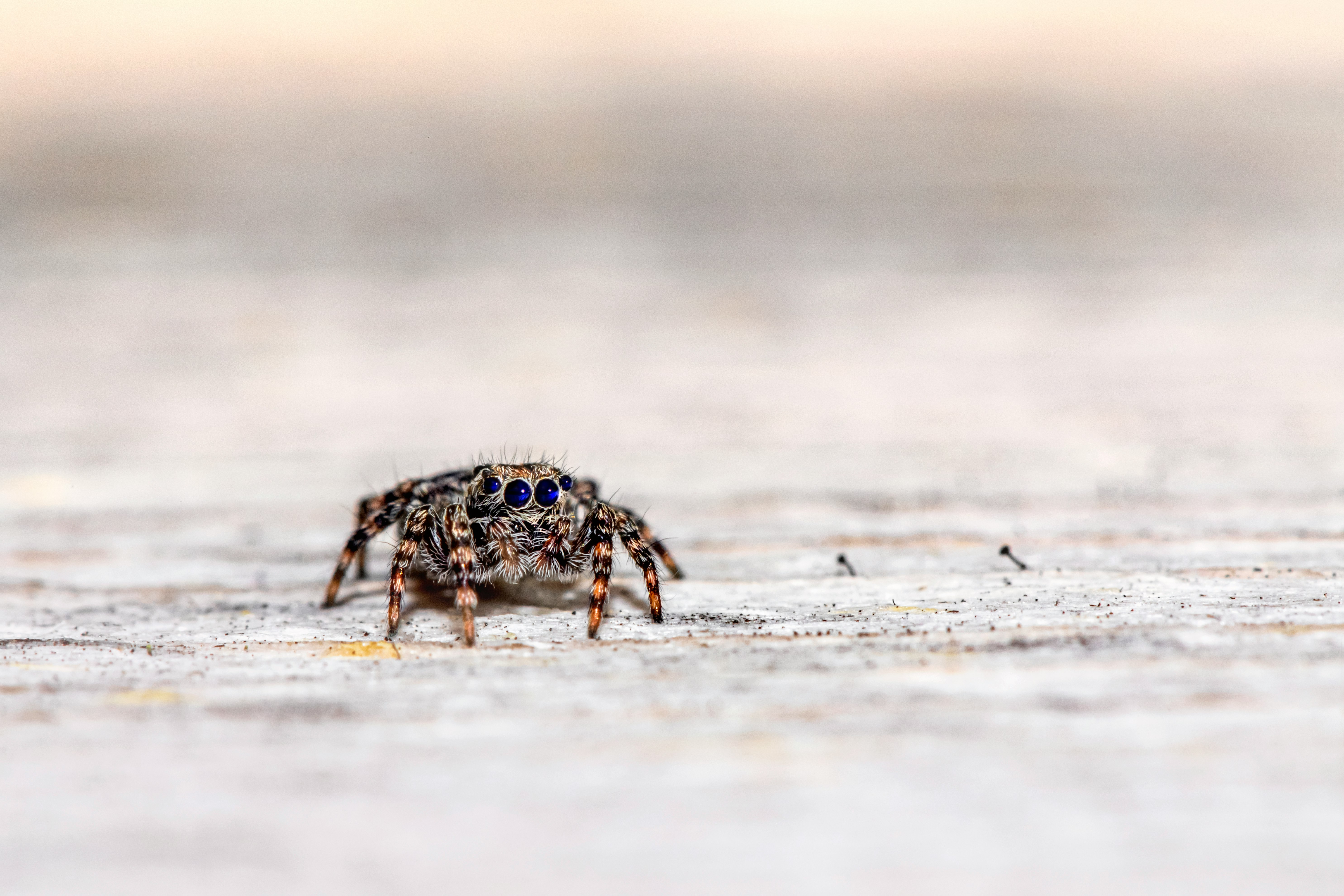 brown and black jumping spider on white sand during daytime
